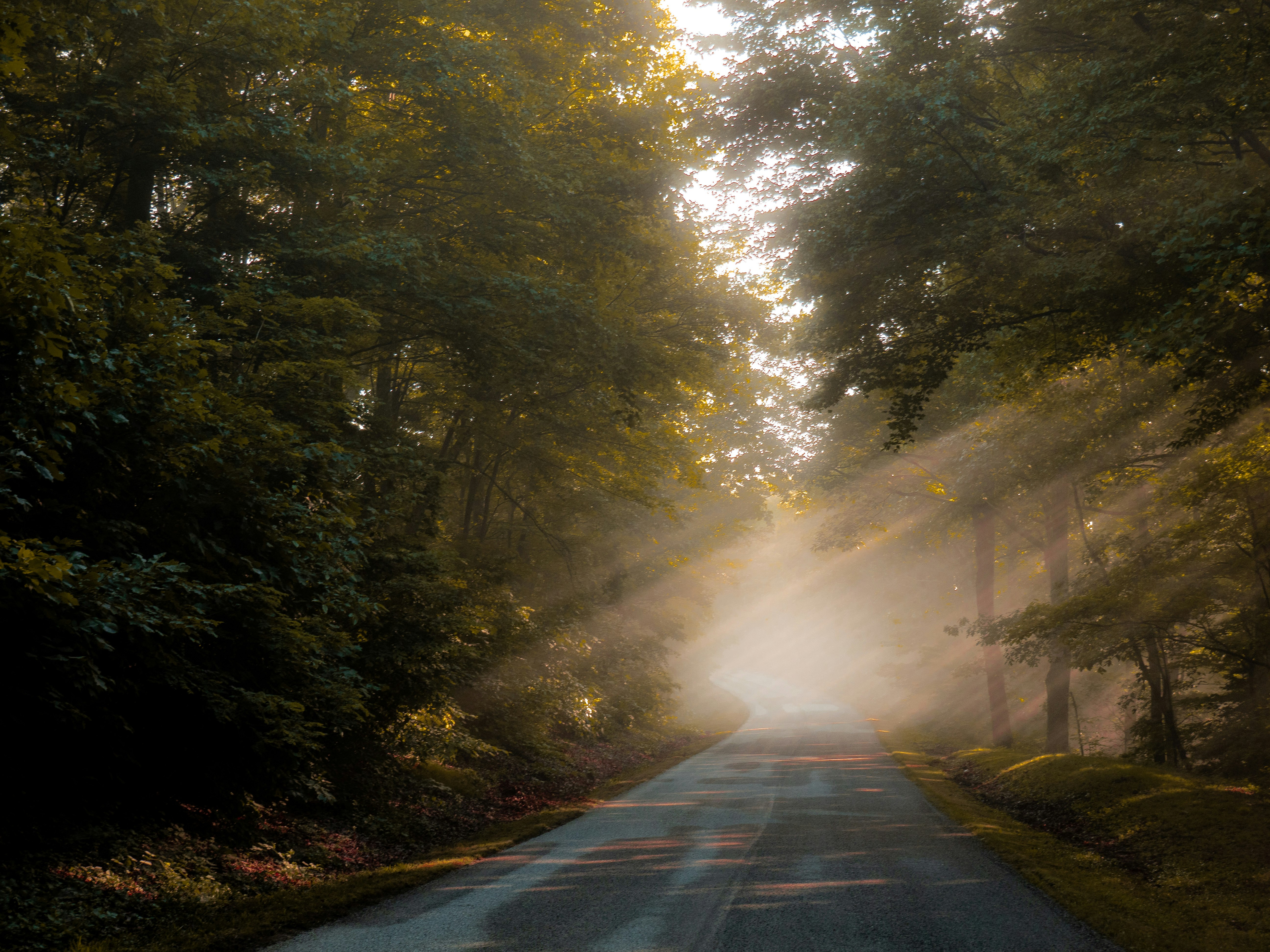 sun rays through the trees