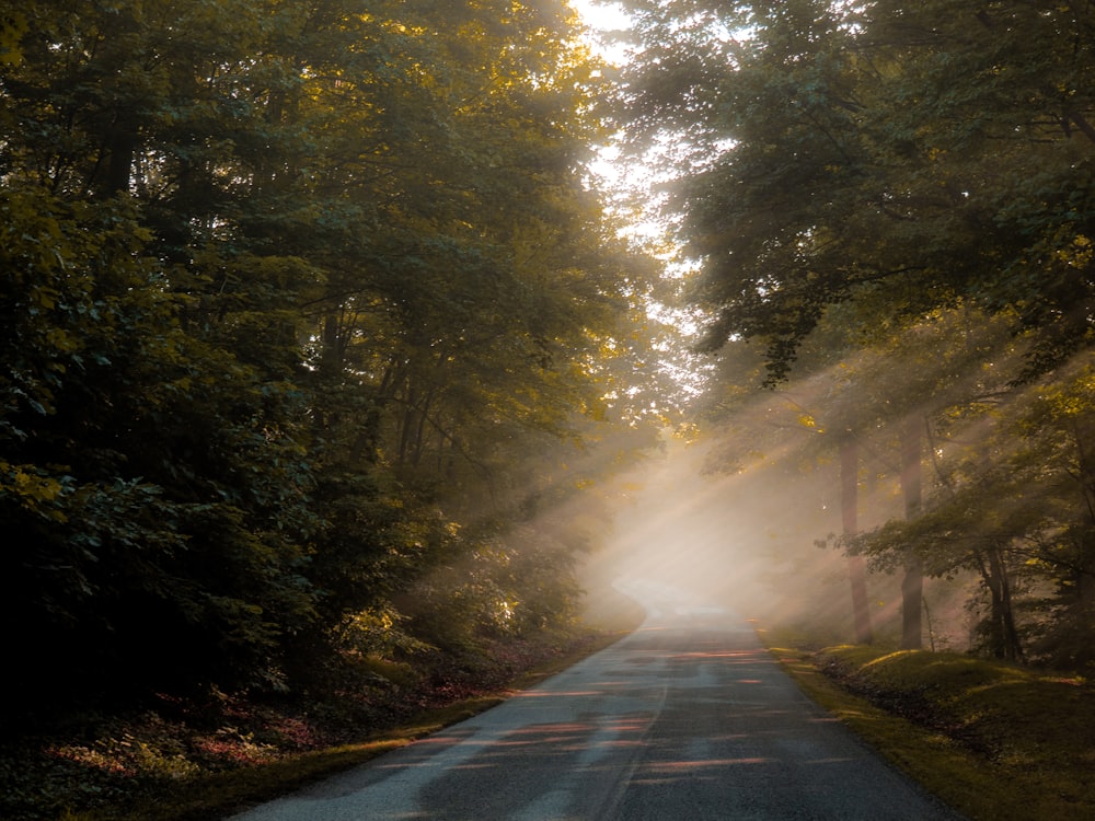 sun rays through the trees