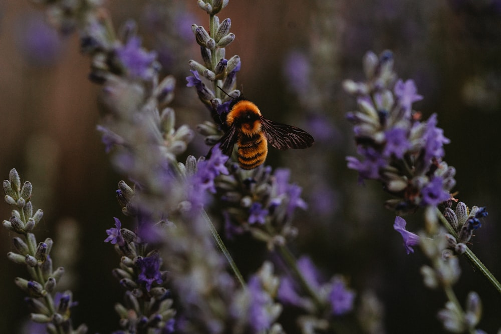 shallow focus photography of honey bee