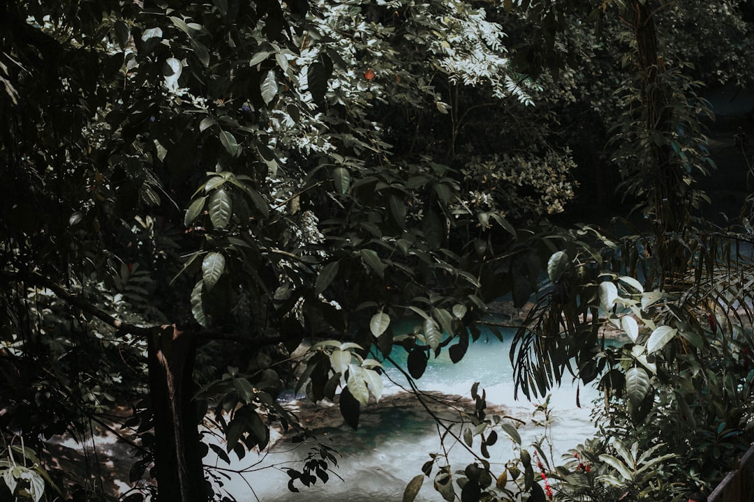 river surrounded by trees,