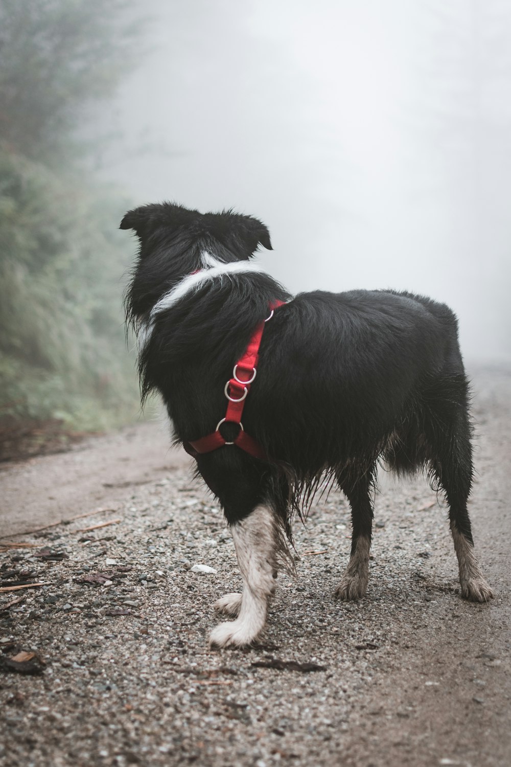 selective focus photography of dog