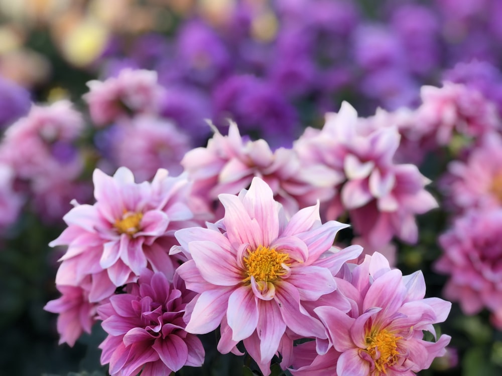 fleurs aux pétales roses et blancs