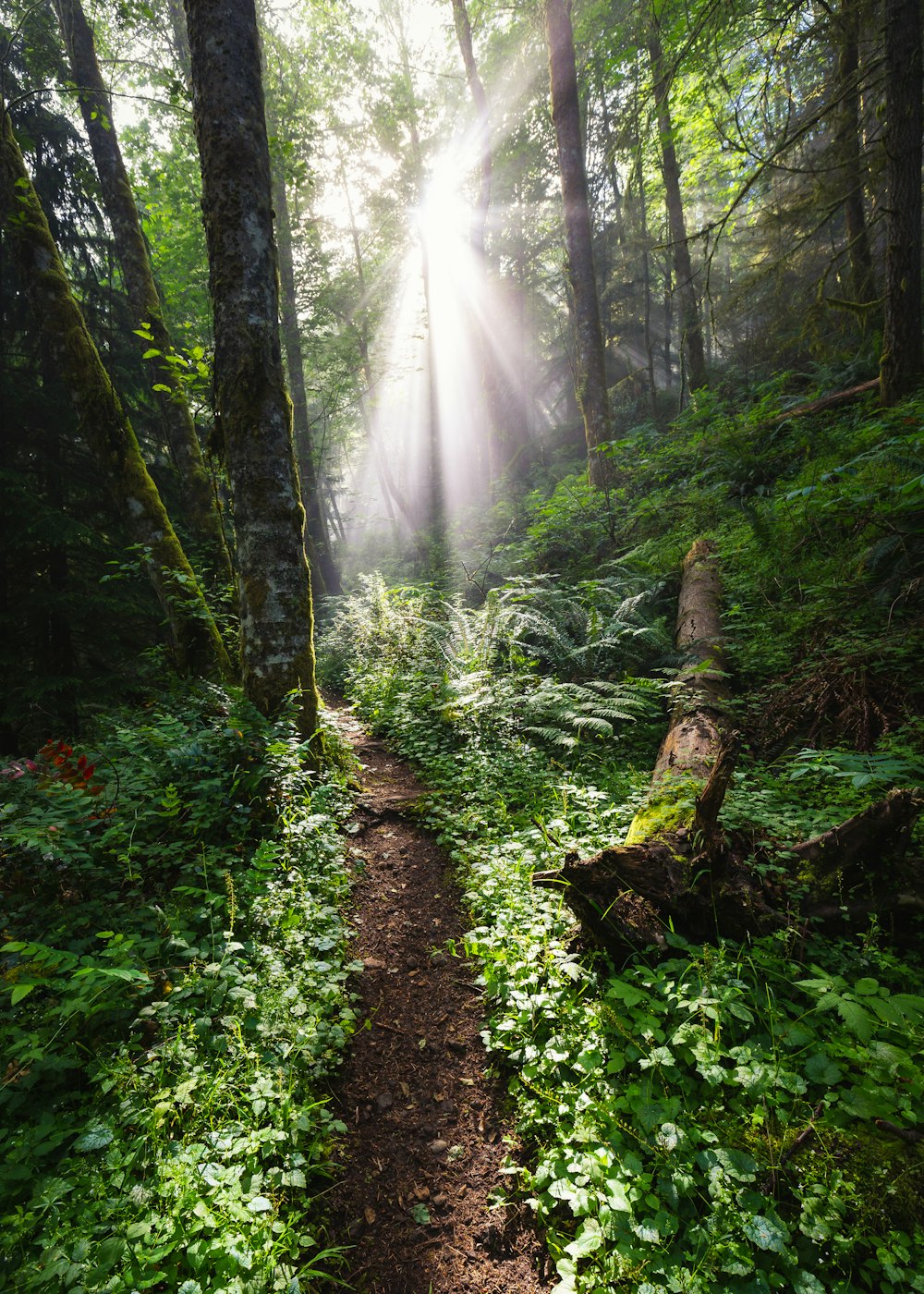 Sol brillando en el bosque