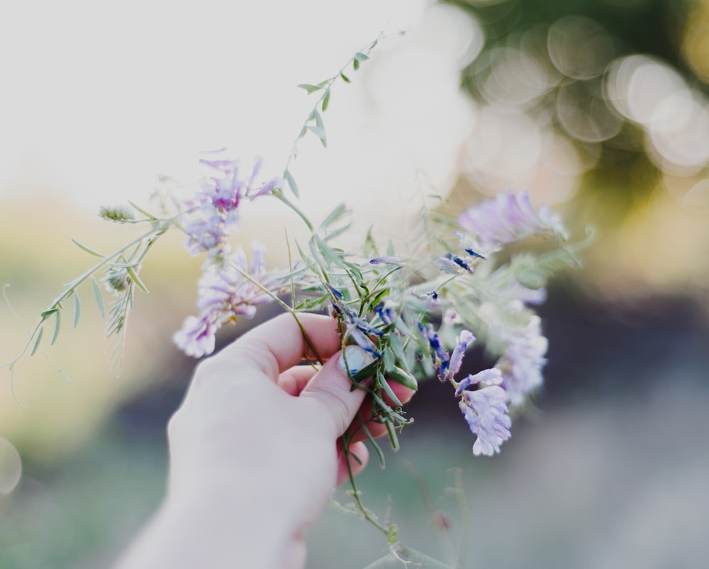 selective focus photography of purple petaled flower