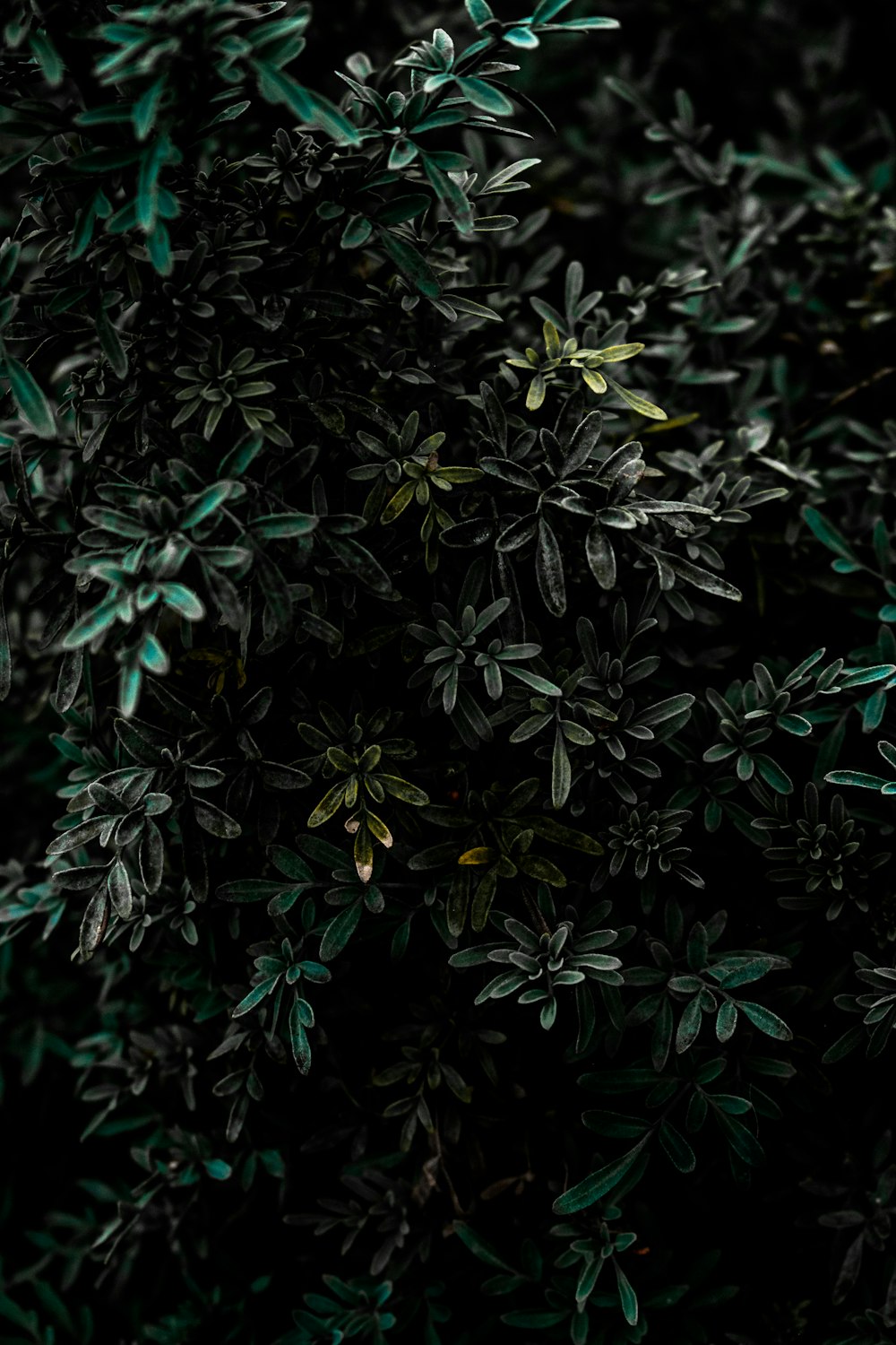 plantas de folha verde