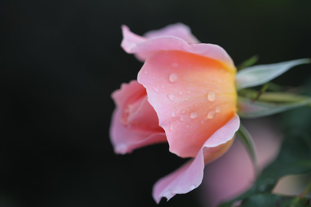 flor cor-de-rosa na foto macro