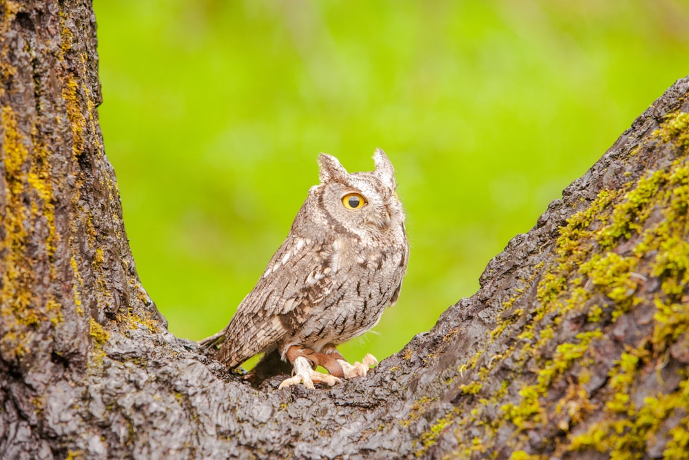 gray owl on tree