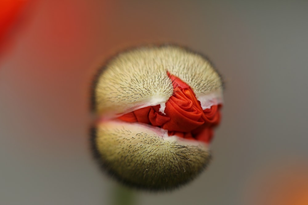 Un primer plano de una flor con un fondo borroso