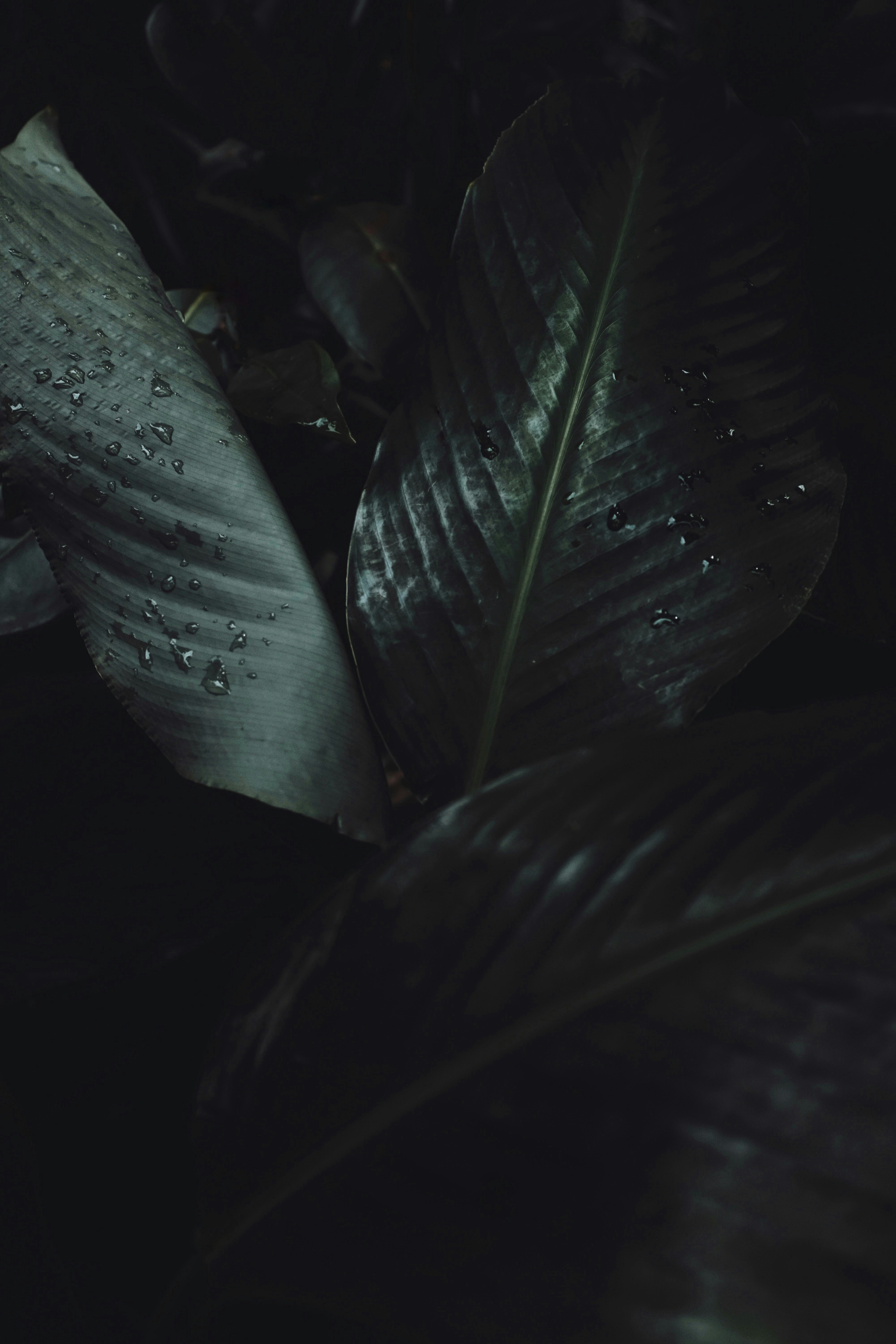 Photo by isaactanlishung