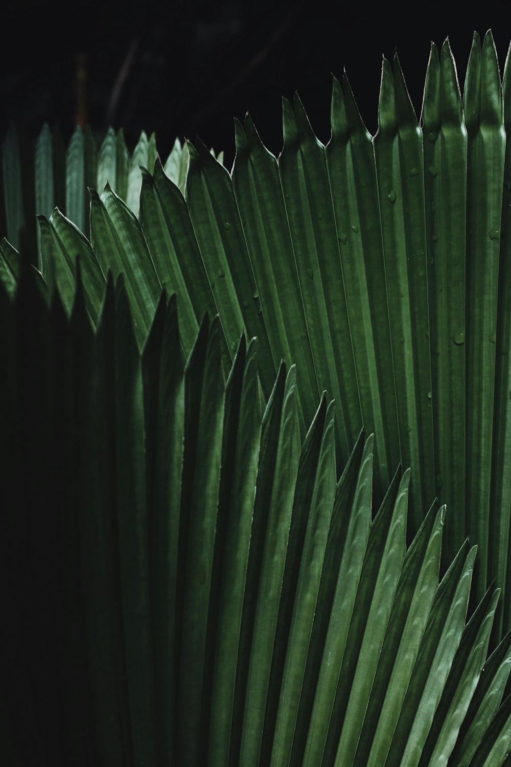 Grüne Blätter in der Makroobjektivfotografie