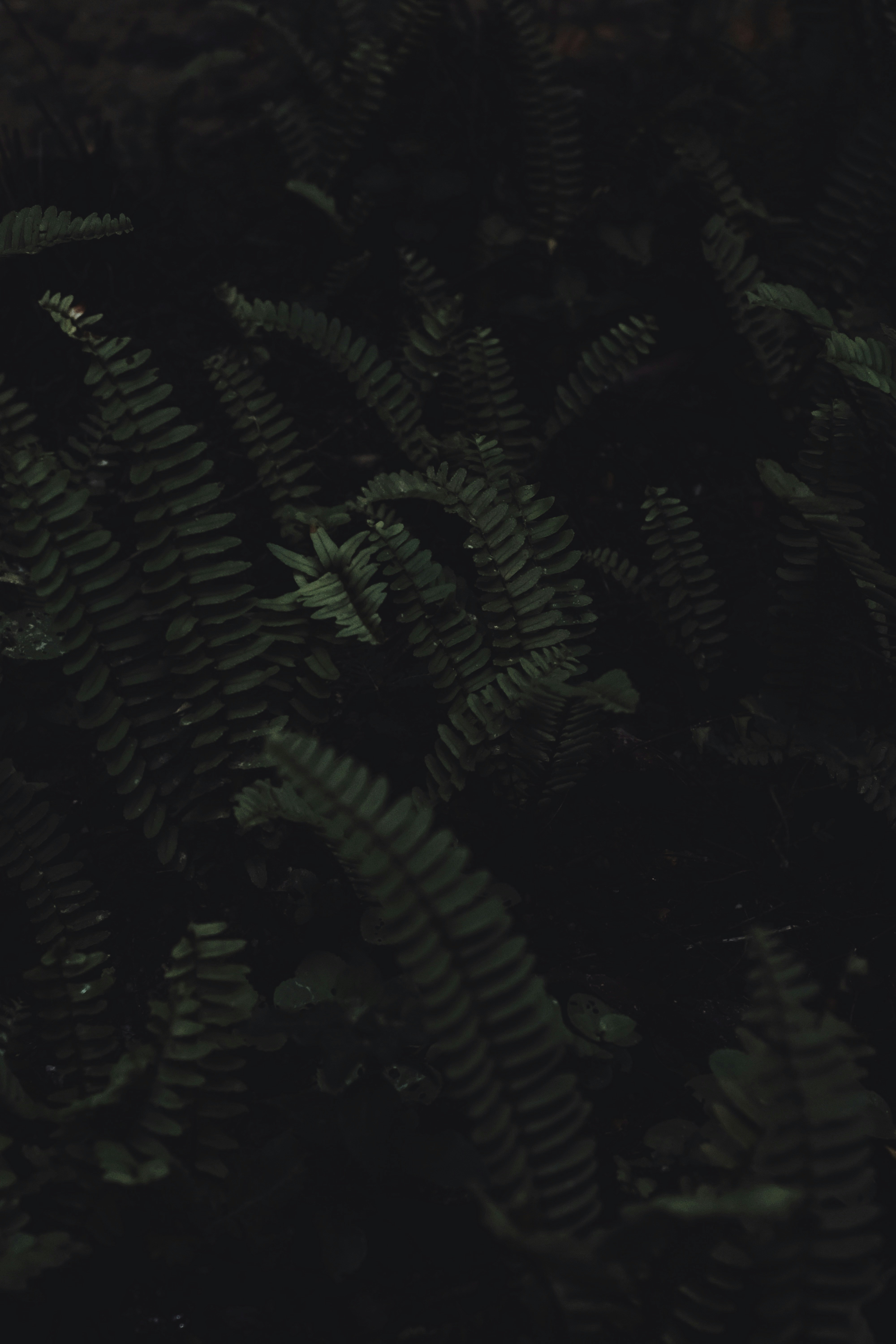 Photo by isaactanlishung