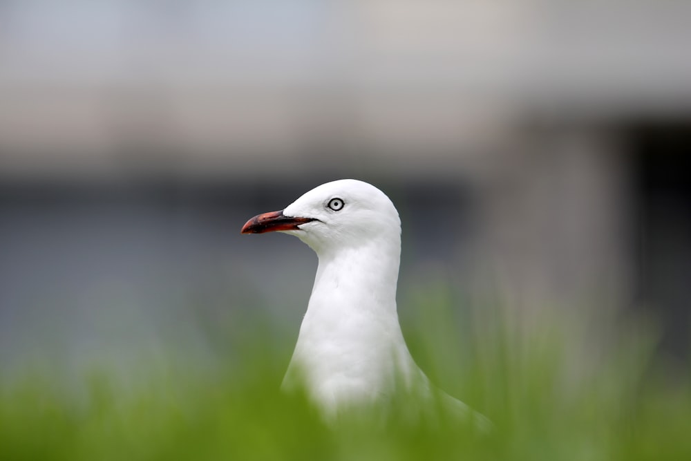selective focus photography of white bird surrounded by grass