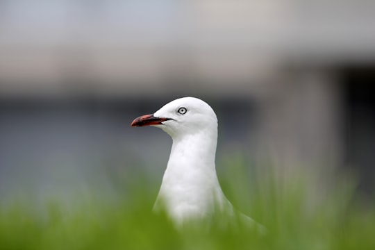 selective focus photography of white bird surrounded by grass in Auckland New Zealand