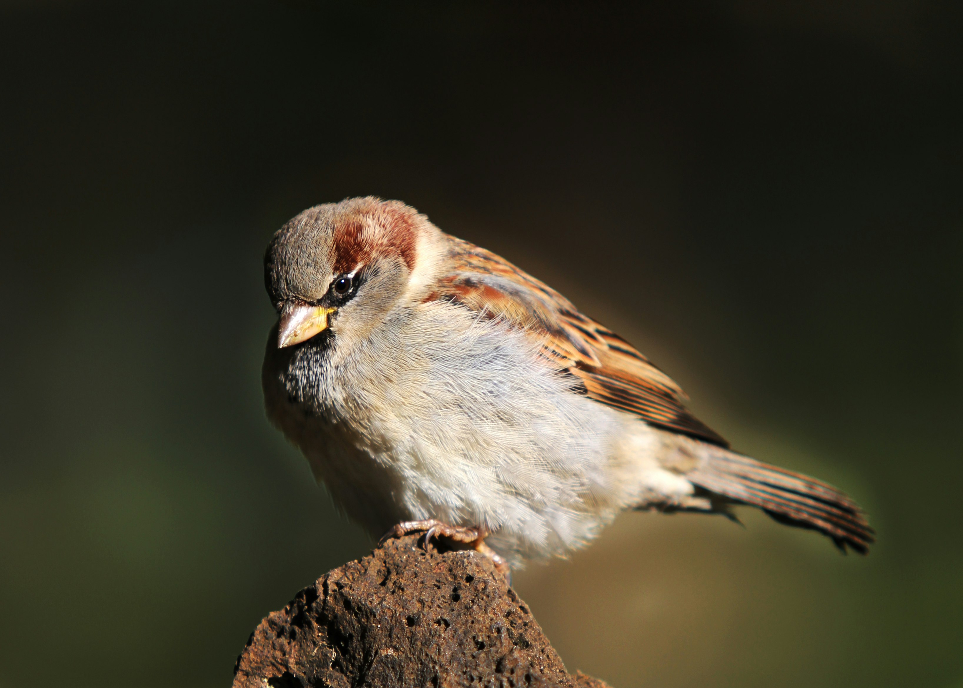 brown and white bird perched on rock in close-up photography