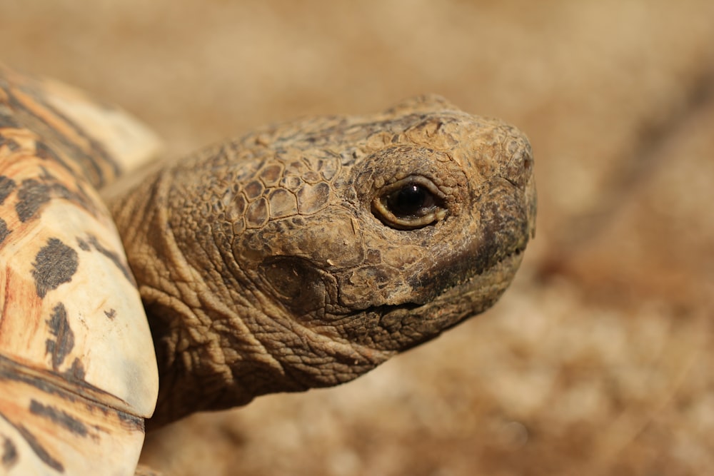 macro photography of turtle