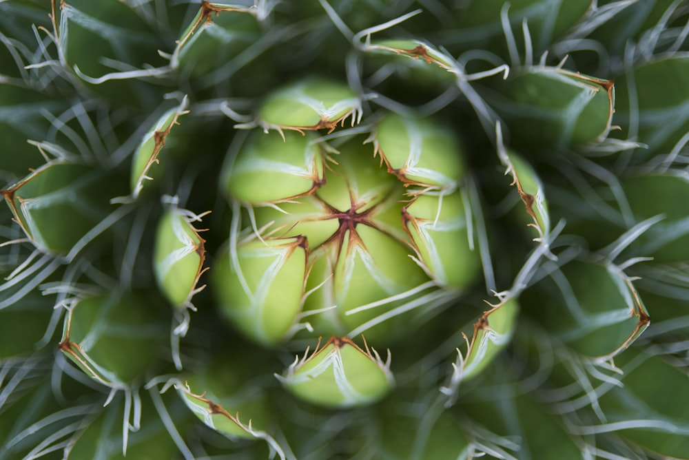 Fotografía macro de flores