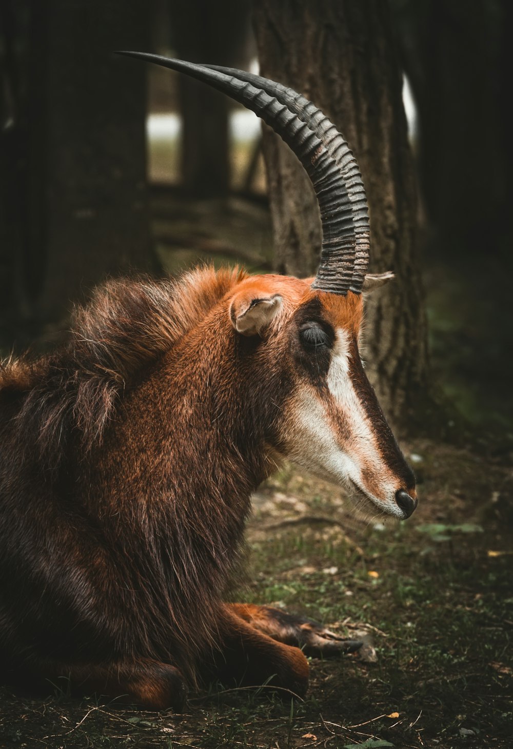 brown animal lying down