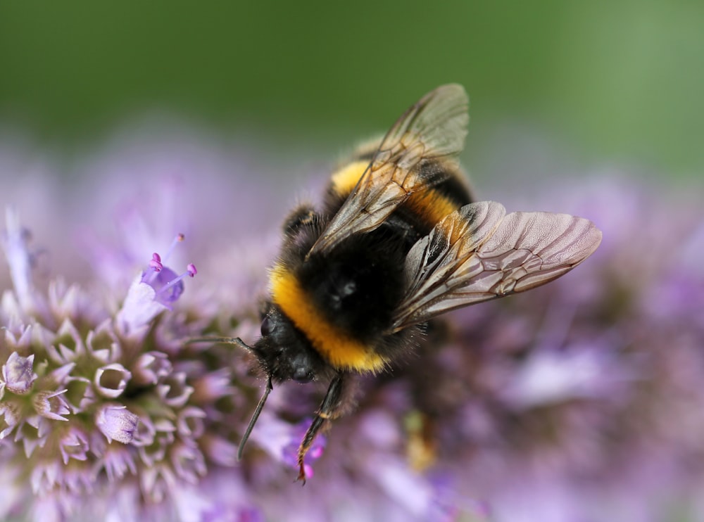 Il calabrone nero e giallo si posa su un fiore viola