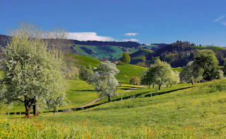 green sod with trees