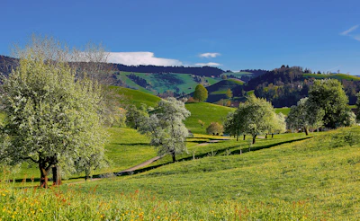 green sod with trees