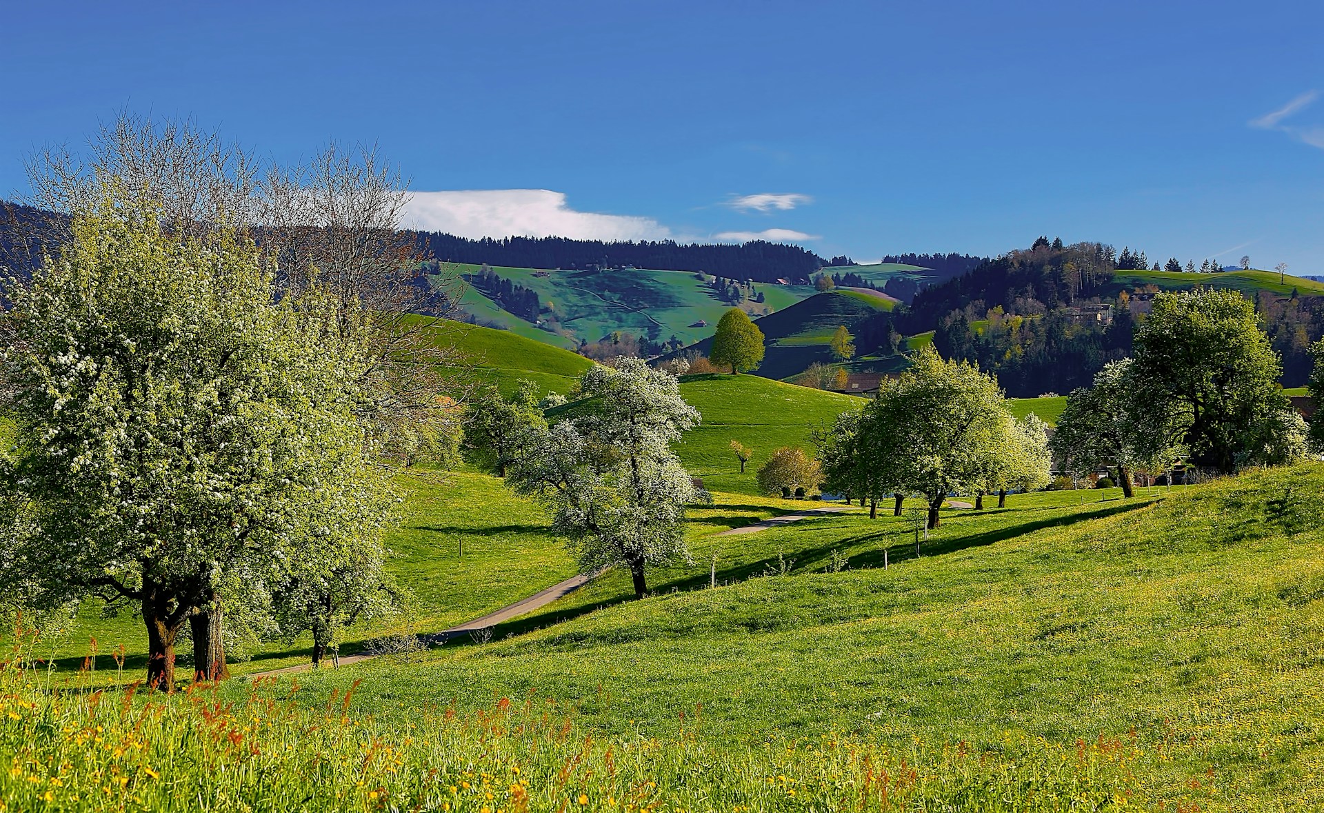 green sod with trees