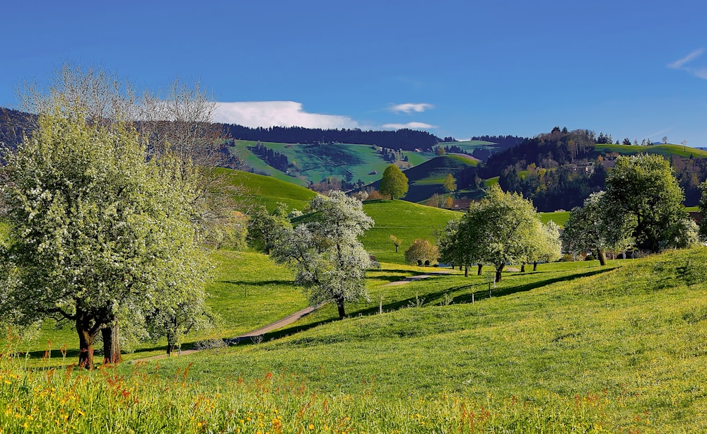 green sod with trees