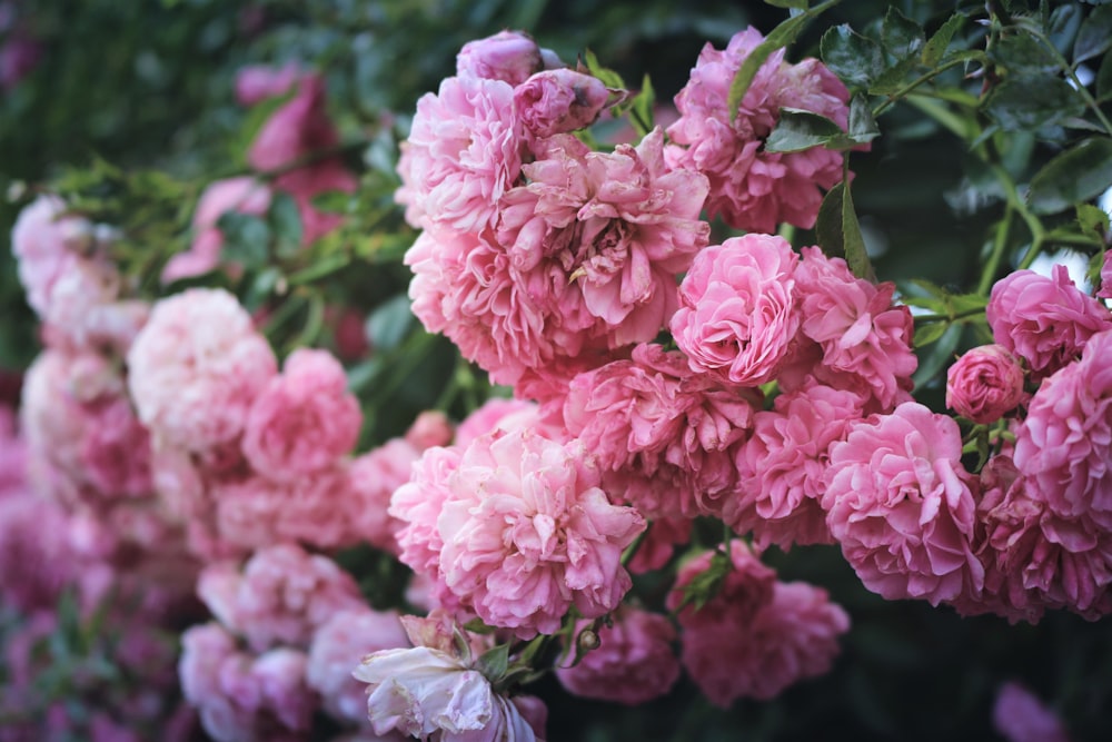 pink flower tree