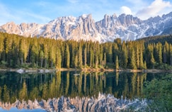 forest near body of water