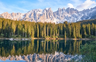 forest near body of water