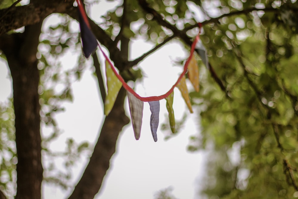 guirlandes de couleurs assorties attachées sur l’arbre