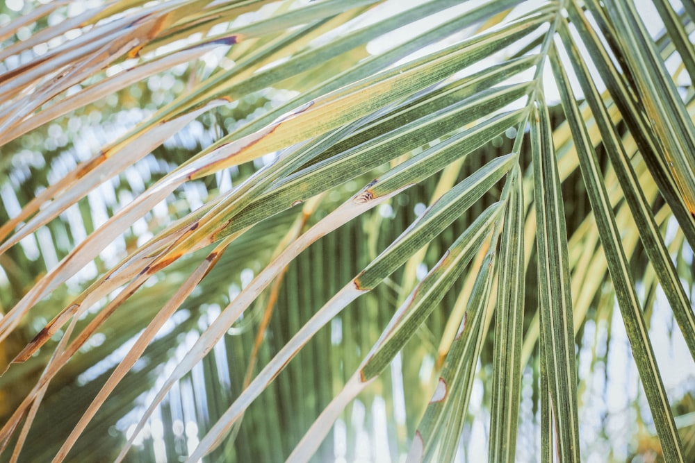 selective focus photography of green leaves