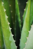 Close-up of a fresh aloe vera leaf sliced open on a wooden table
