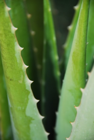 Close-up of fresh aloe vera leaves glistening with natural moisture in sunlight