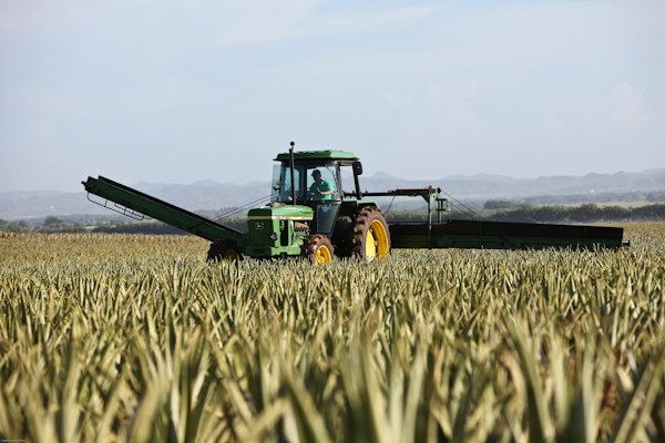 Maize Silage