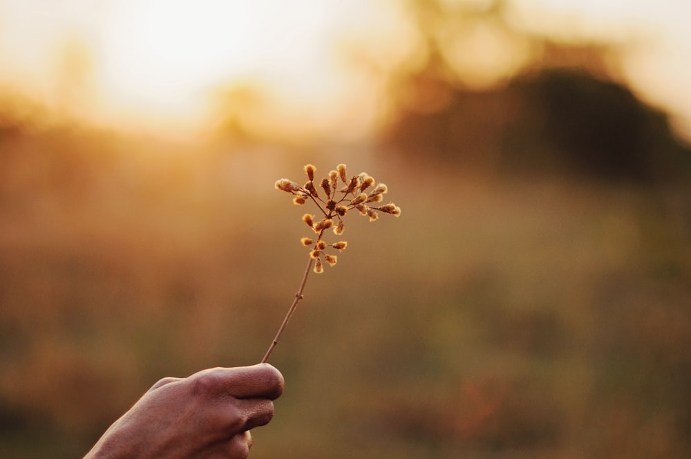 person holding flower