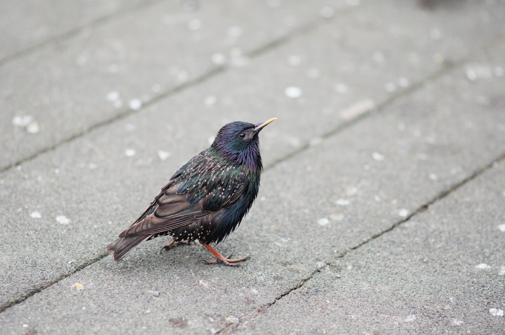 schwarzer und brauner Vogel auf der Straße