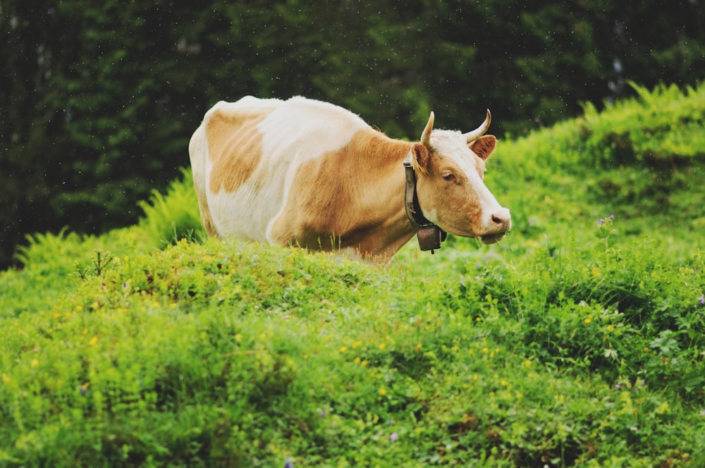 braune und weiße Kuh auf grünem Grasfeld