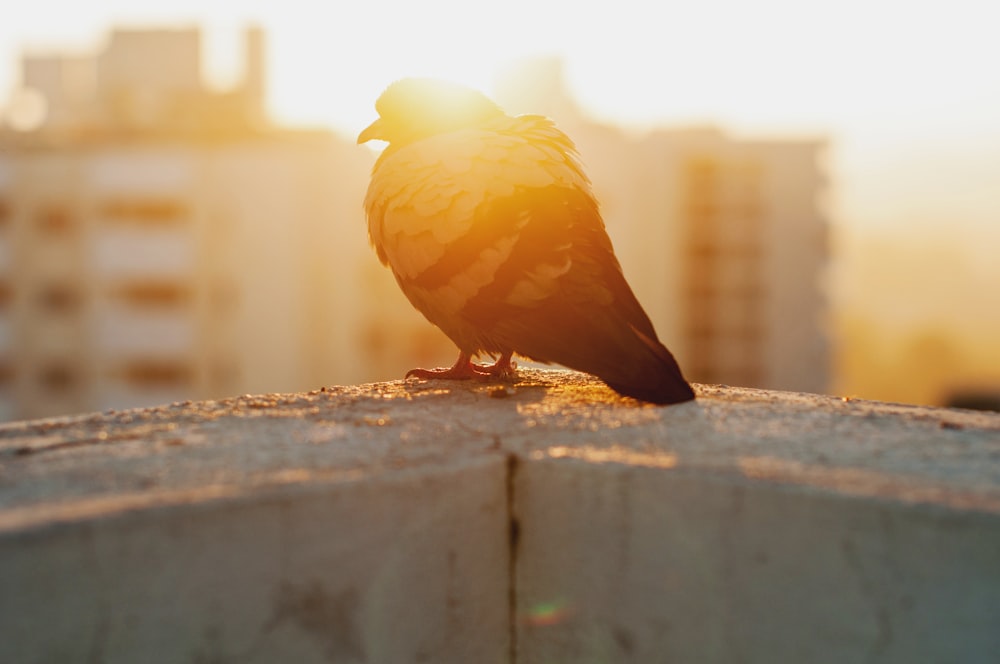 black and yellow bird on white surface