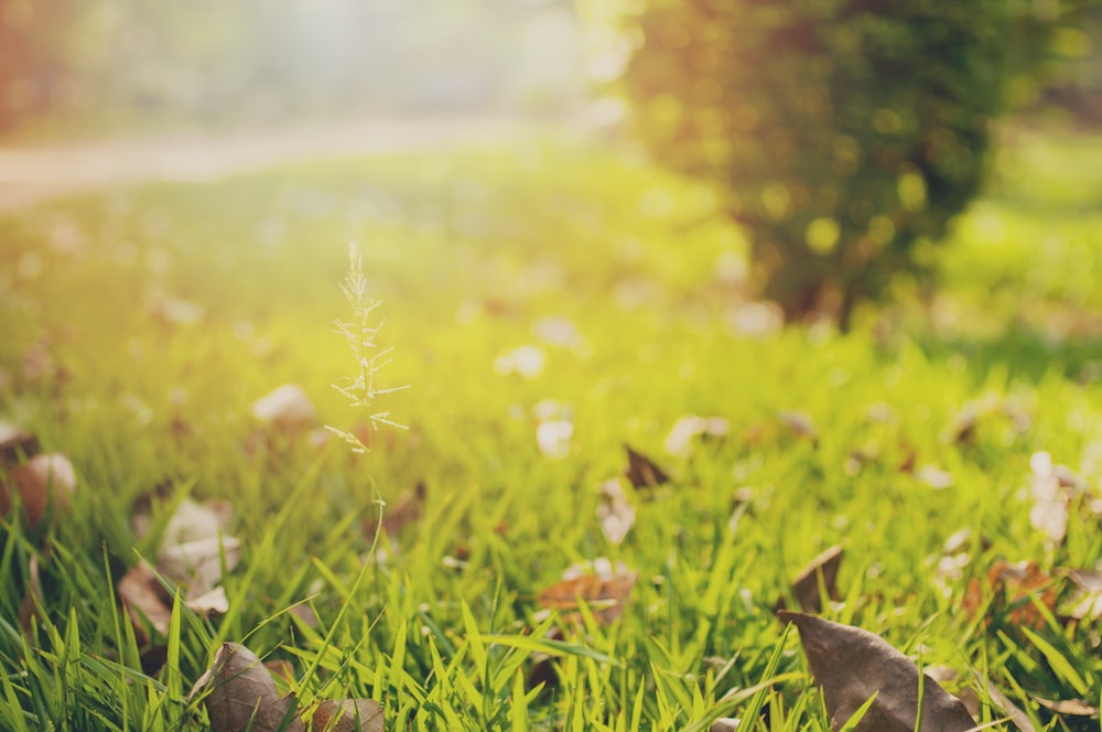 selective focus photography of dried leaves on green grass