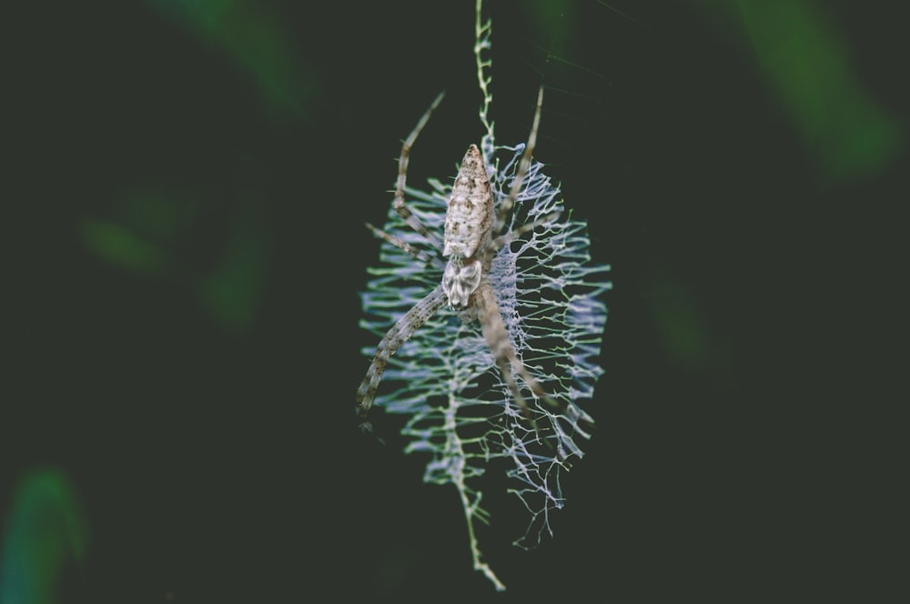 selective focus photography of brown spider on web