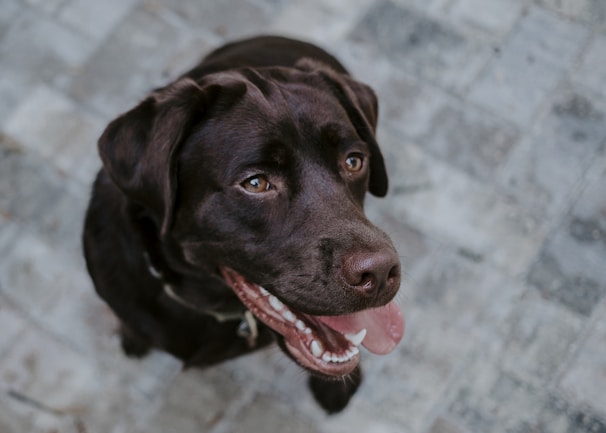 A smiling dog with a shiny coat sitting beside a bowl of balanced homemade food.