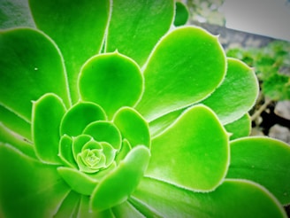Close-up of a vibrant green succulent with thick, fleshy leaves arranged in a rosette shape.