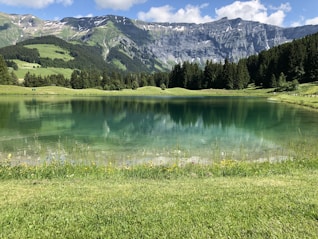 lake surrounded by pine trees