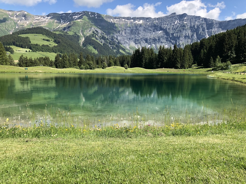 lake surrounded by pine trees