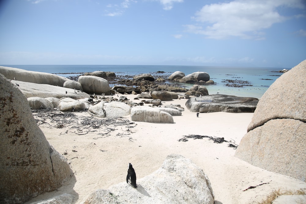bando de pinguins em pé perto da costa