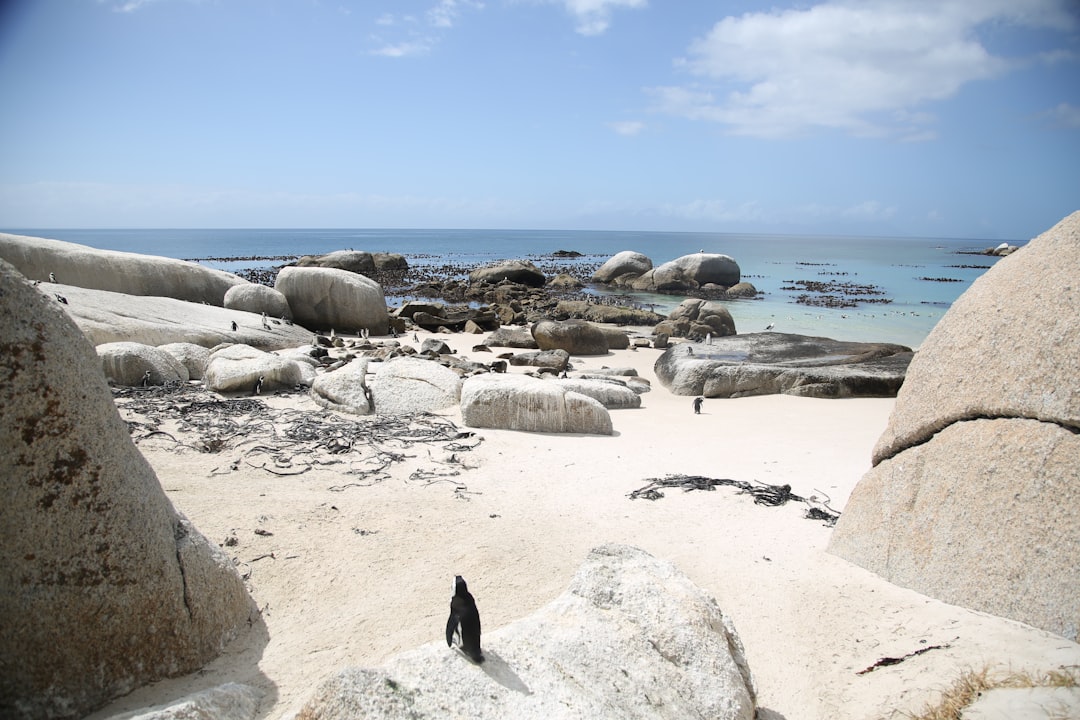 Beach photo spot Boulders Beach Cape Town