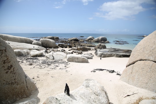flock of penguins standing near shore in Boulders Beach South Africa