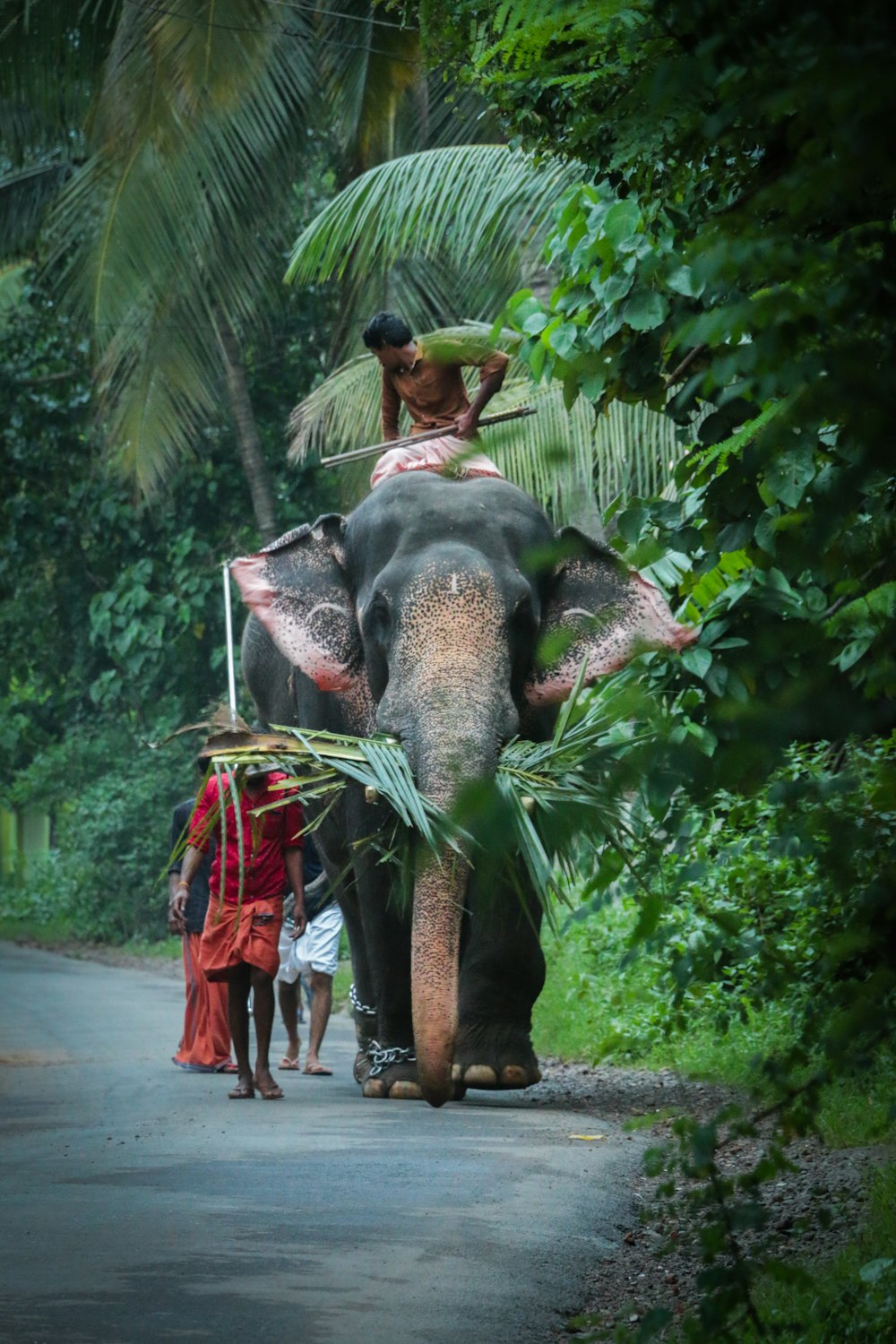 man riding elephant on road
