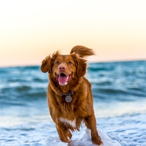 dog running on beach during daytime
