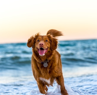 dog running on beach during daytime